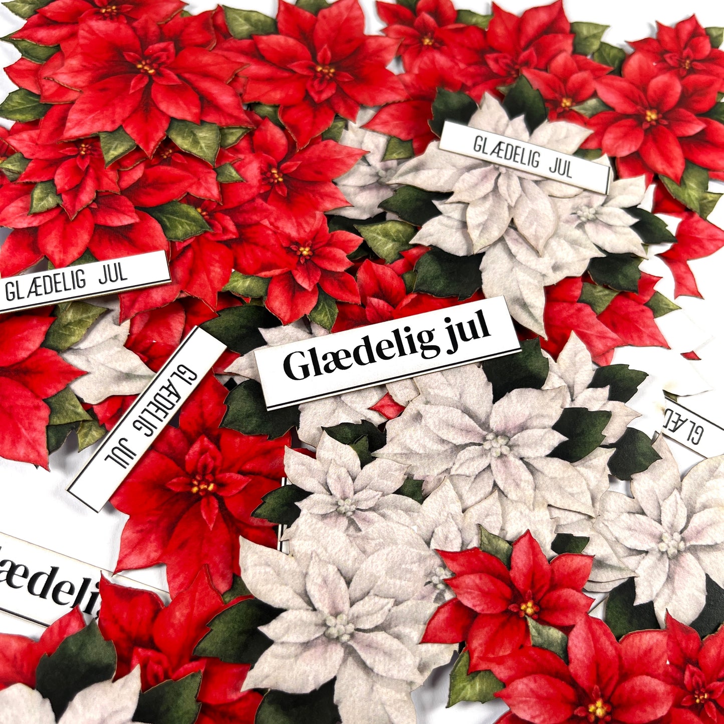 Dan Cuts Poinsettia Julestjerne